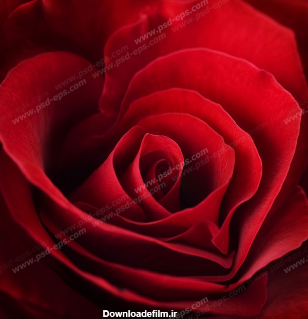 عکس با کیفیت تبلیغاتی گل رز قرمز زیبا از نمای نزدیک - لایه باز طرح ...