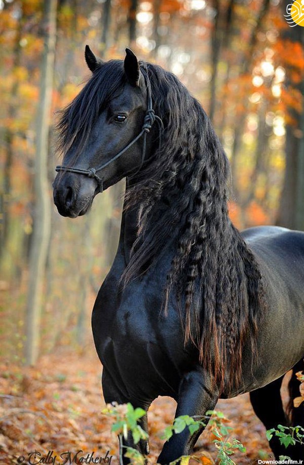 زیباترین اسبِ جهان - تصاوير بزرگ - بهار نیوز