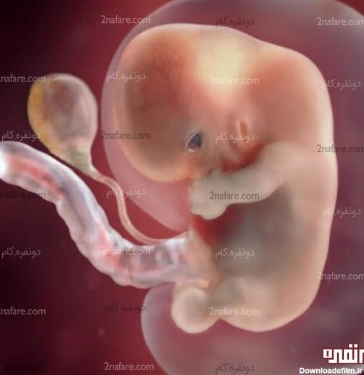 دو ماهگی جنین
