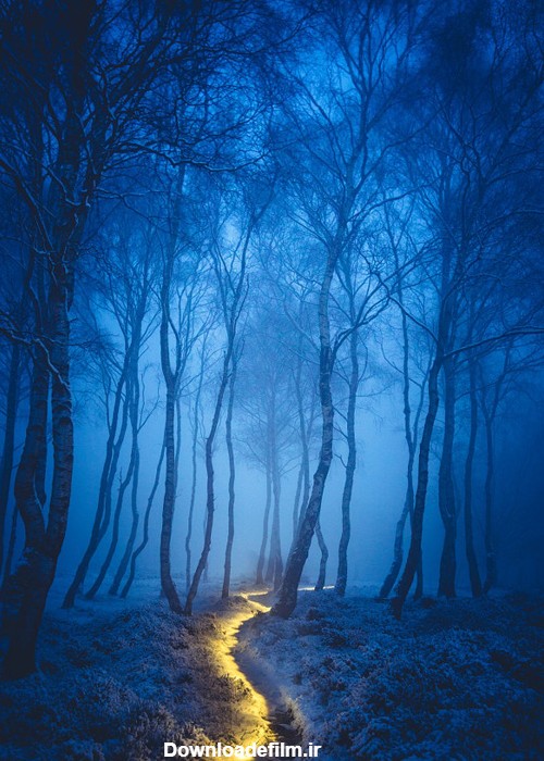 عکس جنگل های ترسناک در شب