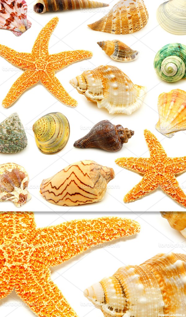 عکس صدف و ستاره دریایی - گرافیک با طعم تربچه - طرح لایه باز