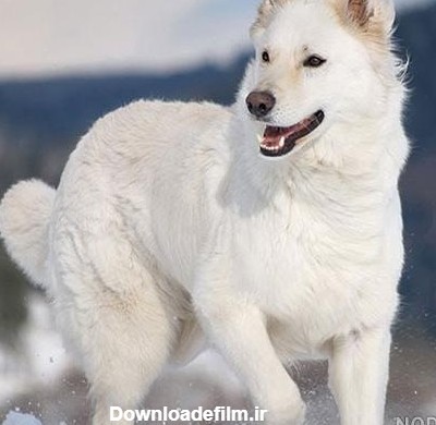 عکس سگ ژرمن سفید پشمالو - عکس نودی