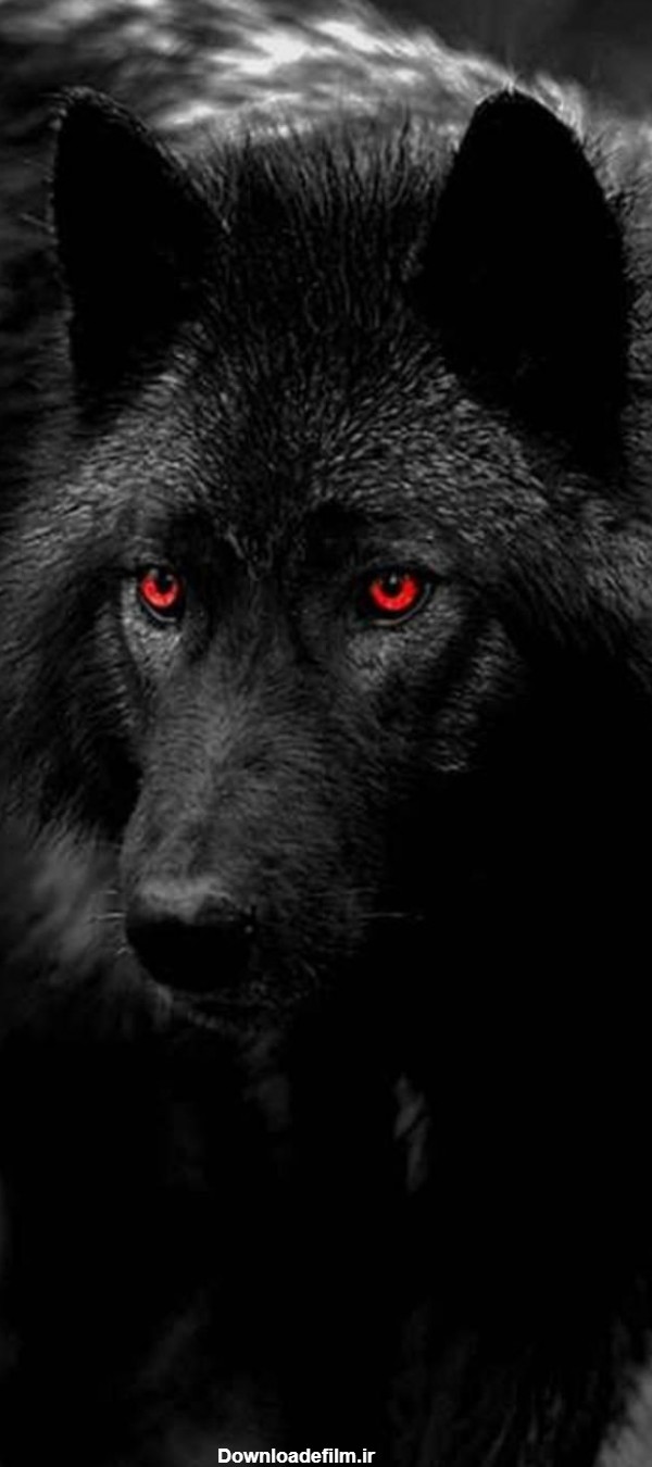 عکس زمینه گرگ چشم قرمز سیاه وحشی پس زمینه