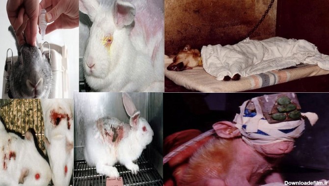شکنجه حیوانات توسط تولیدکنندگان لوازم آرایشی