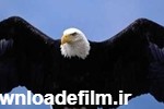 رهاسازی یک قطعه عقاب طلایی نادر در دامن طبیعت+ تصویر | خبرگزاری فارس