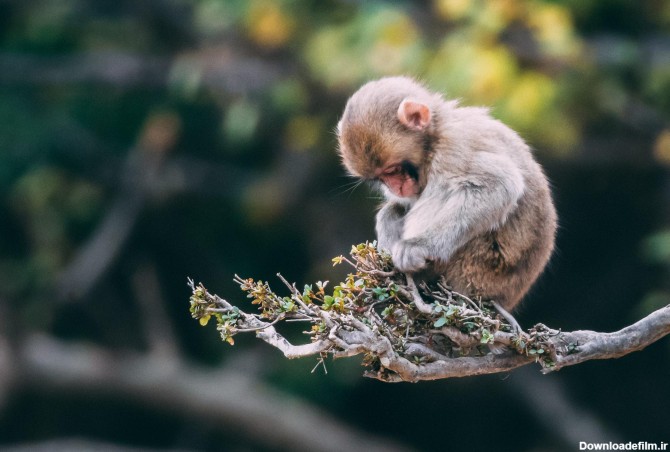 عکس زمینه بچه میمون در شاخه درخت پس زمینه | والپیپر گرام