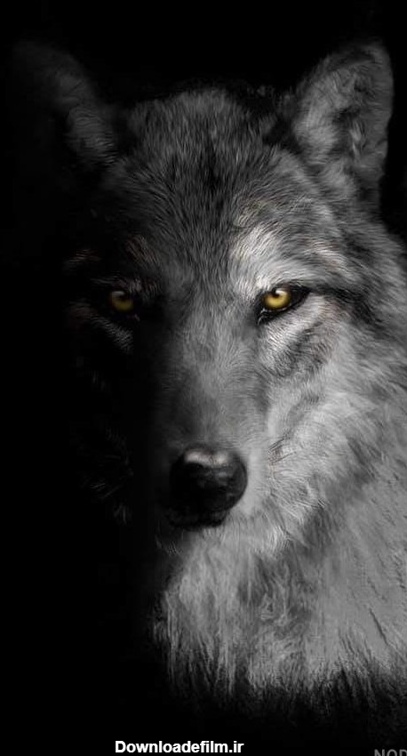 عکس سیاه گرگ