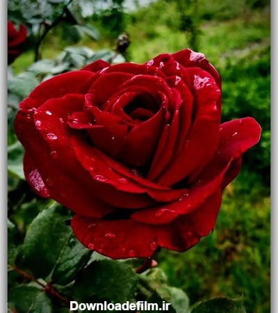 عکس گل طبیعی در خانه و گلدان برای پروفایل واتساپ - تــــــــوپ ...
