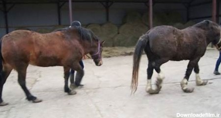 تصاویری از یک اسب با سم های عجیب و غریب +عکس