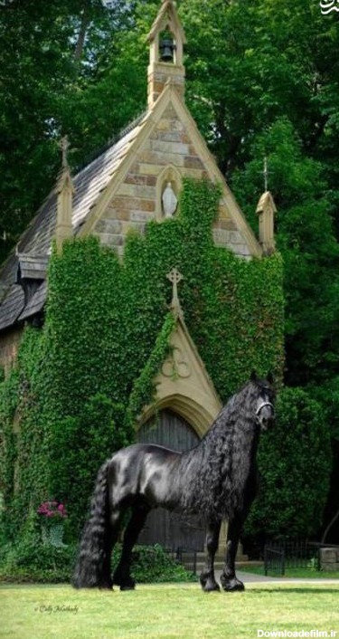 مشرق نیوز - عکس/ زیباترین اسب سیاه جهان