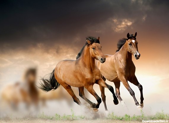 خرید عکس با کیفیت با موضوع یورتمه اسب ها در دشت در غروب خورشید
