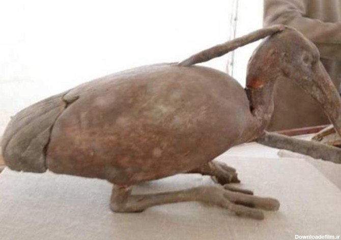 کشف حیوانات مومیایی عجیب در مصر + تصاویر - تسنیم