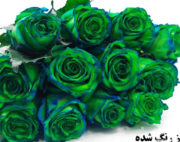 گل رز هلندی رنگ خاص - رزپک: گل و لوازم گلفروشی