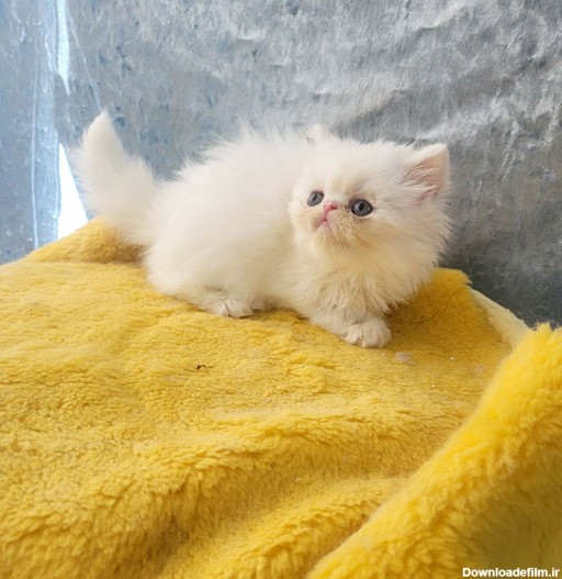 فروش بچه گربه سفید سوپر فلت