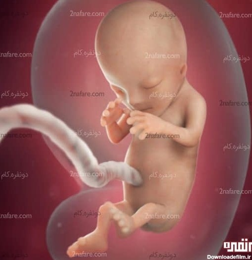 سه ماهگی جنین