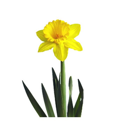 گل نرگس ژانکی - Narcissus | گل آف