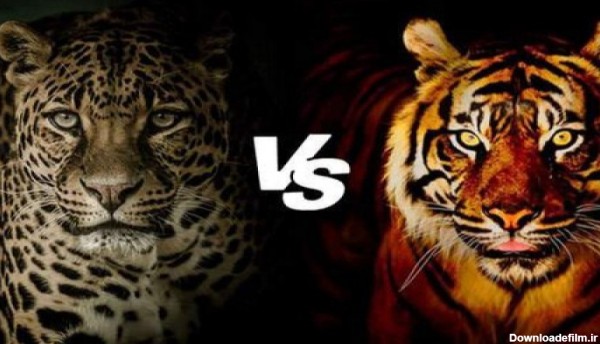 نبرد نادر شیر و ببر | چه کسی در نبرد بین ببر و شیر پیروز خواهد شد؟