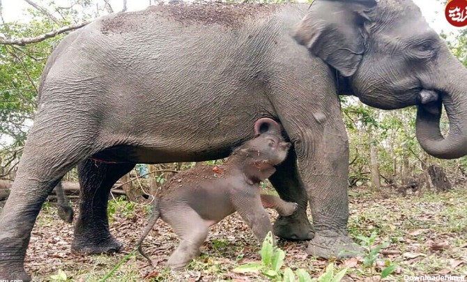 ویدئو) تولد یک بچه فیل سوماترایی در معرض خطر انقراض | فرادید | پلیکان