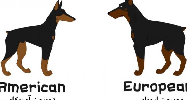 تفاوت دوبرمن آمریکایی و دوبرمن اروپایی