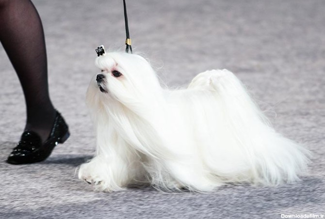 مشخصات کامل، قیمت و خرید نژاد سگ مالتیز (Maltese) | پت راید