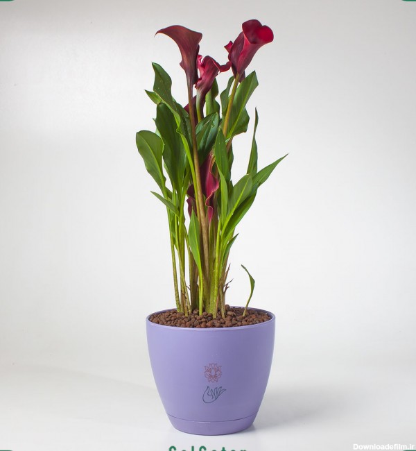 گل شیپوری بنفش - ارسال 3 ساعته و قیمت مناسب | گُل‌سِتان