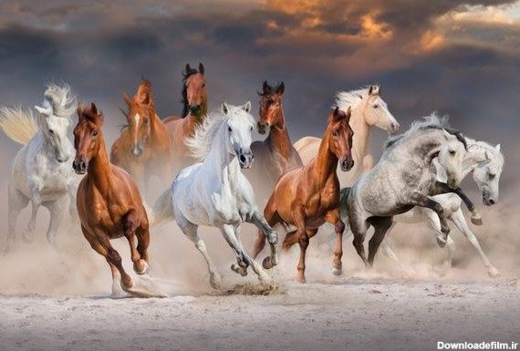 اسب های وحشی عکس باکیفیت عکس با کیفیت و وکتور لایه باز پارس ...