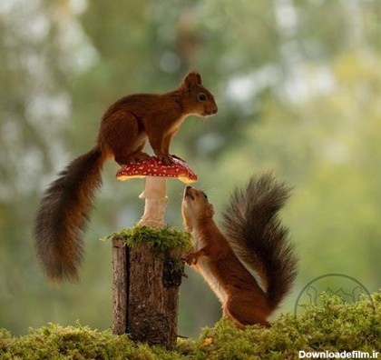 عکس های زیبا و جالب از زندگی سنجابها