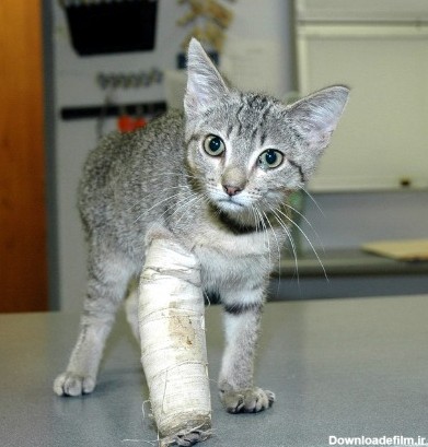 Photo of درمان شکستگی دست گربه | درمان دررفتگی دست و پای گربه