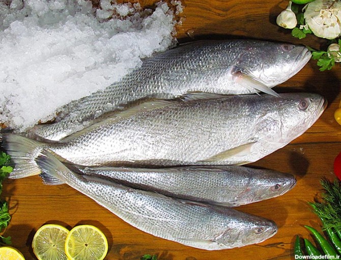 آشنایی با سالم ترین ماهی های جنوب – فروشگاه اینترنتی ماهی جنوب