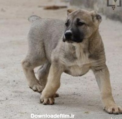 عکس سگ عراقی توله