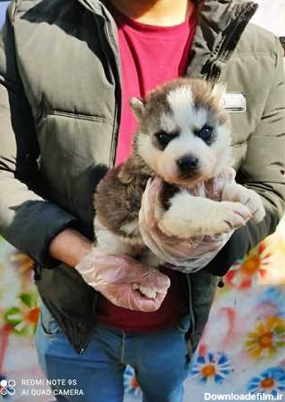 توله سگ هاسکی سیبرین چشم آبی - خدمات دام و حیوانات خانگی