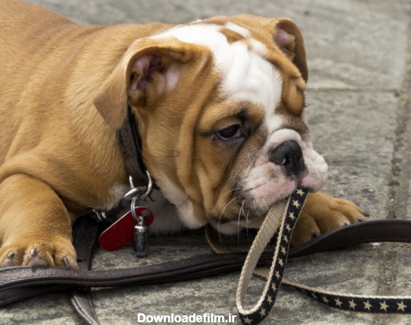 دانلود عکس سگ بولداگ با کیفیت بالا و بصورت رایگان