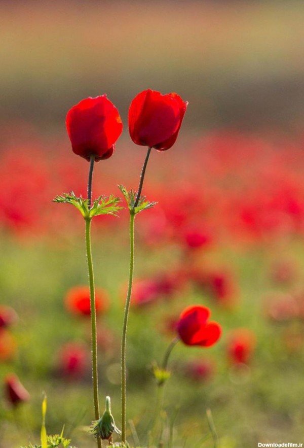 گل شقایق خاص زیبا عشق عاشقانه - عکس ویسگون