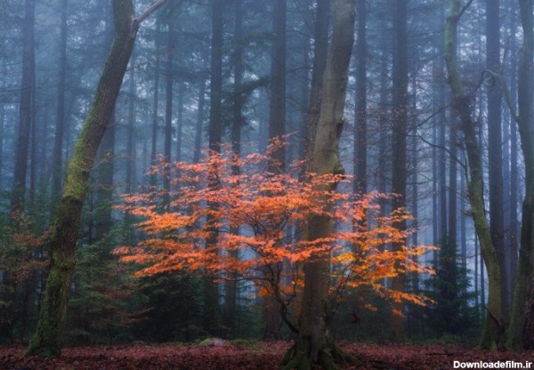 عکاسی در فصل پاییز از درختان در مه