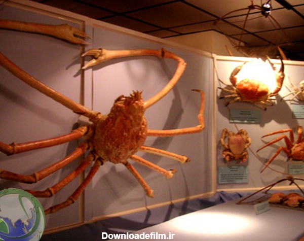 خرچنگ عنکبوتی ژاپنی / Japanese spider crab / Macrocheira kaempferi ...