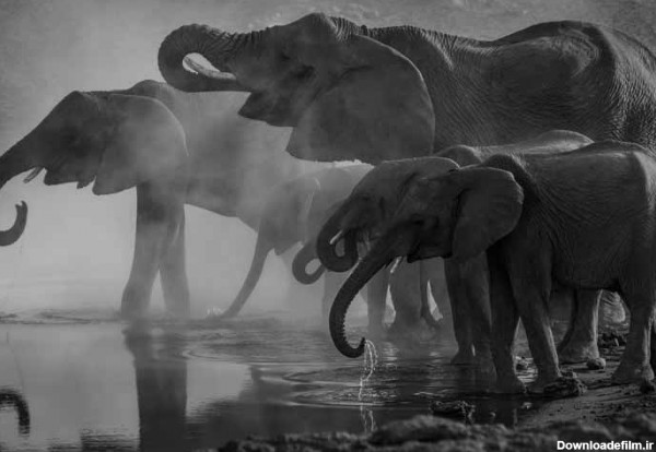 دانلود تصویر سیاه و سفید گله فیل ها