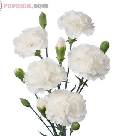 بذر گل میخک سفید به همراه آموزش کاشت گل میخک - پوپونیک