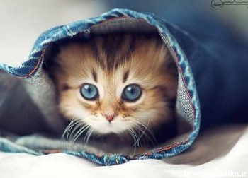 بچه گربه چشم آبی funny  cat