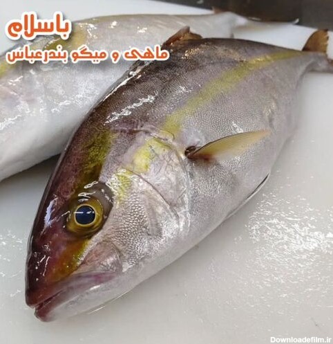 خرید و قیمت شاه ماهی جنوب ( ماهی هما ) تازه و صید روز ...