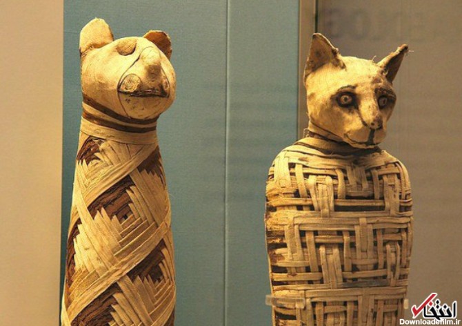 حقایقی درباره دفن گربه‌های مومیایی در کنار فراعنه مصر! + عکس