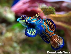 فهرست گونه‌های ماهیان آکواریومی دریایی - ویکی‌پدیا، دانشنامهٔ آزاد