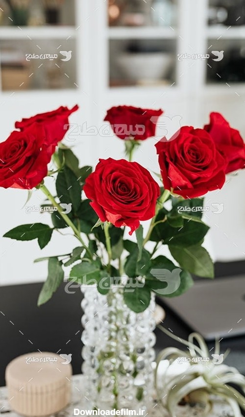 عکس شاخه گل رز قرمز در گلدان شیشه ای