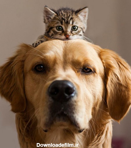 تصاویری برای اثبات دوستی سگ و گربه - مجله تصویر زندگی