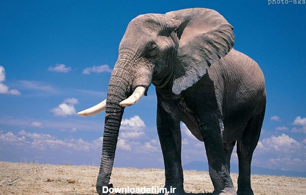 عکس فیل حیوانات - عکس نودی
