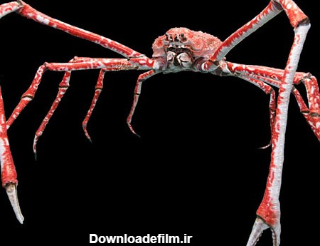 خرچنگ عنکبوتی ژاپنی: بزرگ‌ترین خرچنگ جهان (+عکس)