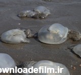 مشاهده عروس های دریایی مرده در خلیج چابهار