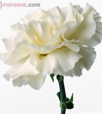 بذر گل میخک سفید به همراه آموزش کاشت گل میخک - پوپونیک