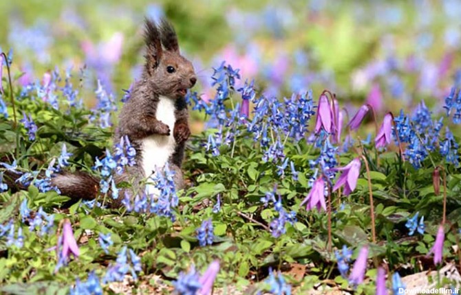 آخرین خبر | ذوق سنجاب در میان گل‌های وحشی