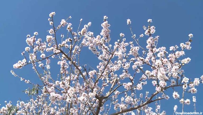 استقبال درختان بادام از فصل بهار+عکس - پایگاه خبری فین