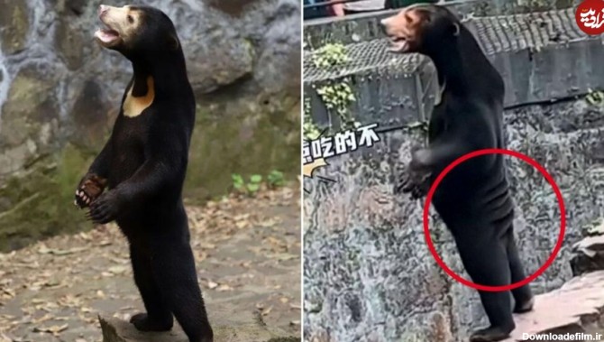 ( ویدیو) حرکت جنجالی باغ وحش چینی؛ انسان هایی در لباس خرس و خشم بازدید کنندگان